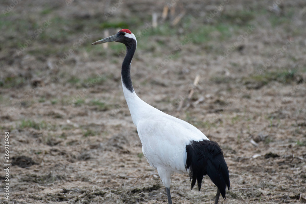 Fototapeta premium Red-crowned crane in the field, in spring, Hokkaido, Japan