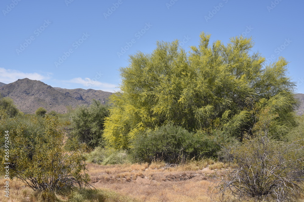 Arizona's beautiful palo verde tree in spring bloom Arizona's beautiful palo verde tree in spring bloom
