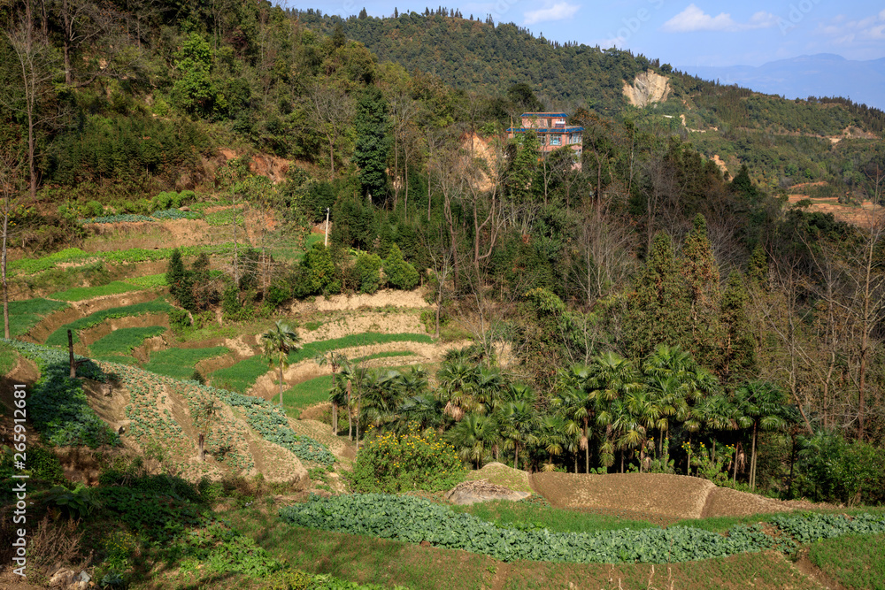 Samaba Rice Terrace Fields in Honghe County - Baohua township, Yunnan Province China. Sama Dam Multi-Color Terraces - grass, mud construction layered terraces filled with water. Hani and Yi Culture