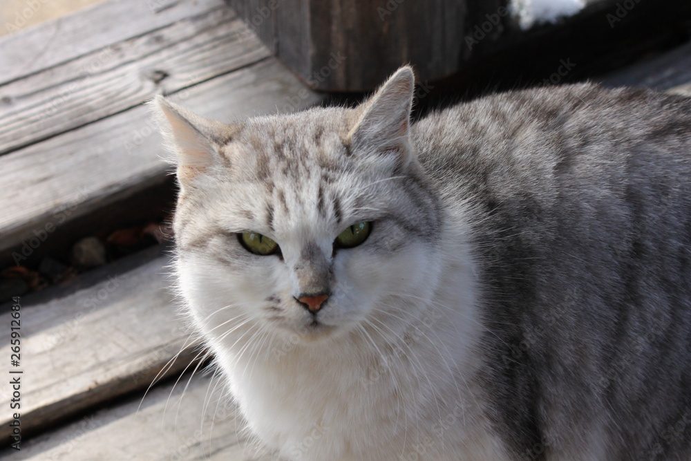 Obraz premium 見つめる猫