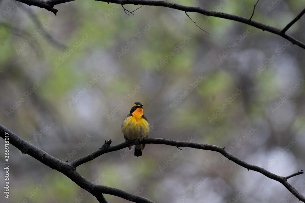 Narcissus flycatcher in Karuizawa in spring Narcissus flycatcher in Karuizawa in spring