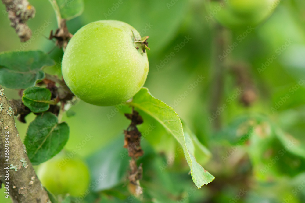 Green Apple fruit still growing on a branch close-up Green Apple fruit still growing on a branch close-up