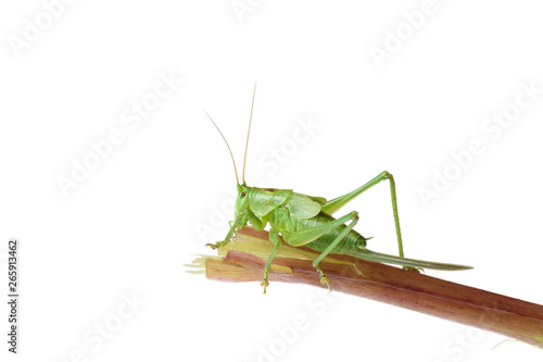 green grasshopper sitting on branch isolated on white background closeup