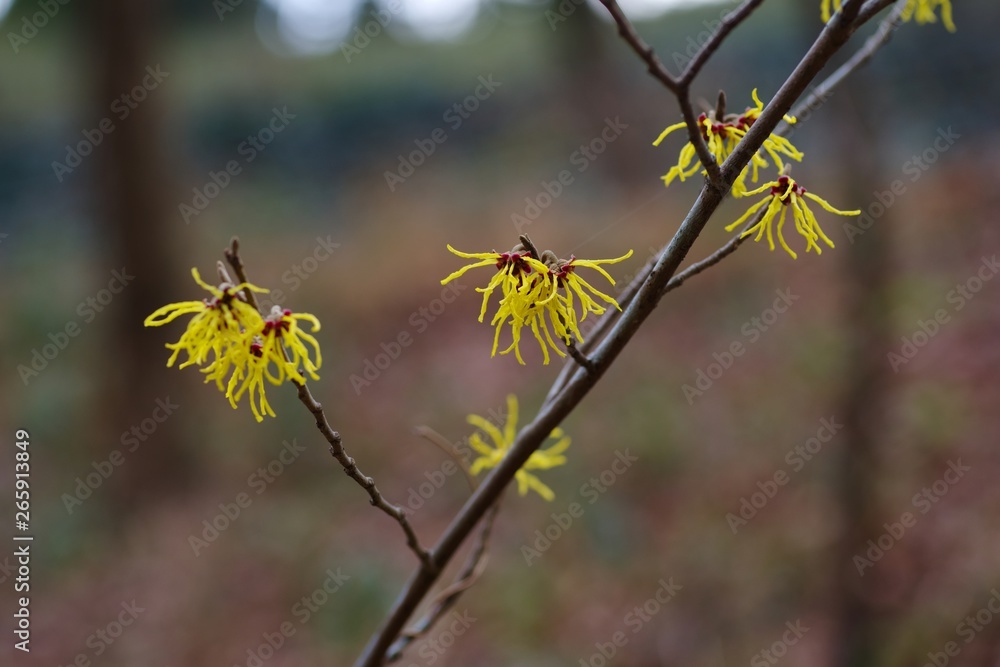 Witch hazel (hamamelis mollis) Witch hazel (hamamelis mollis)