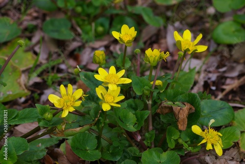 Ranunculus ficaria L.  lesser celandine  Himeryuukinka 