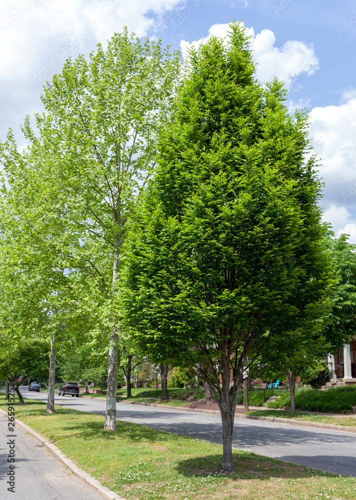 Spring trees on neighborhood street median strip.