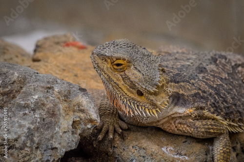Close up portrait of Bearded Dragon