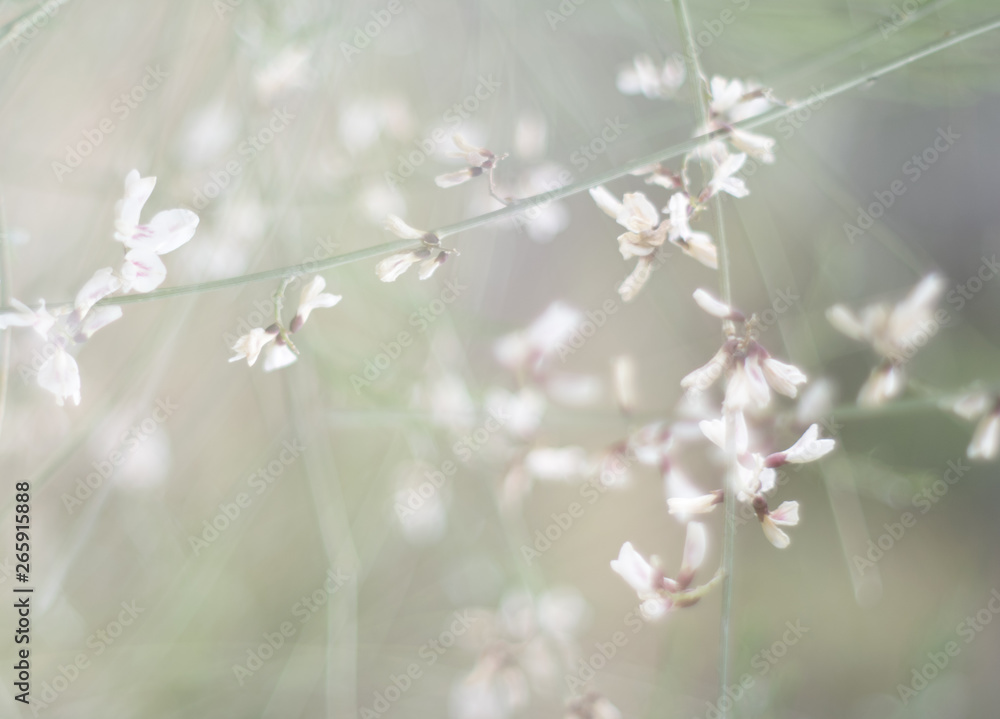 abstract dreamy photo of spring white meadow with wildflowers
