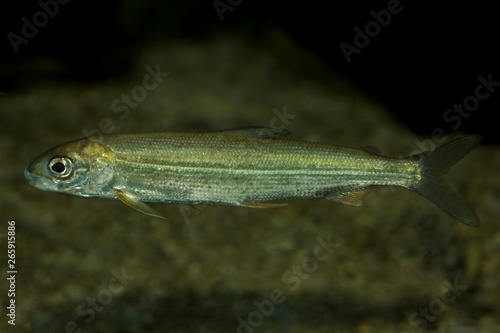 Whitefish (Coregonus wartmanni). photo