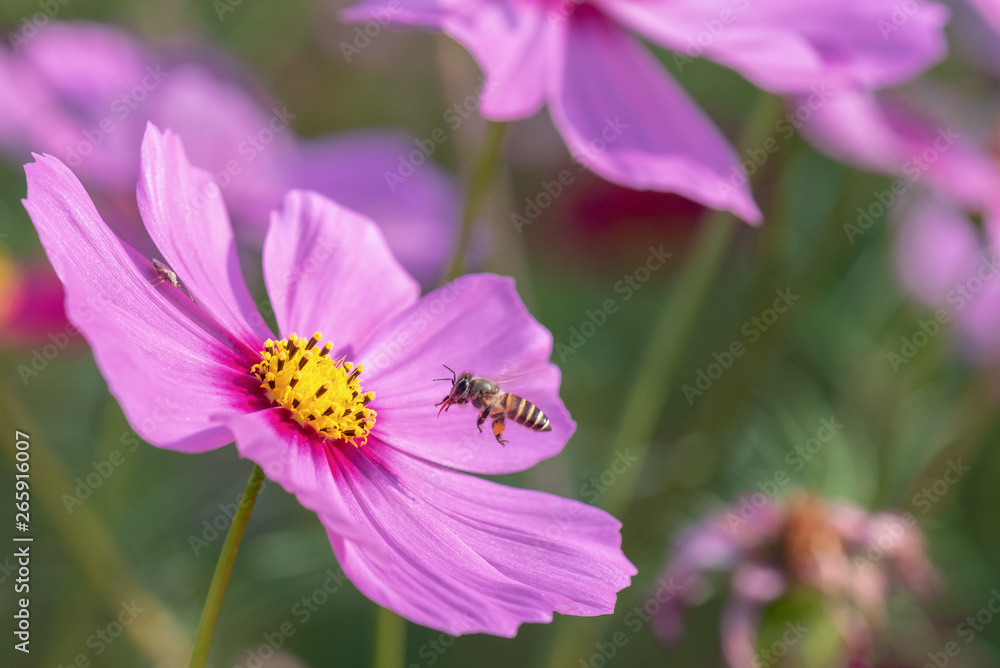 bee is working for sweet from cosmos flower bee is working for sweet from cosmos flower