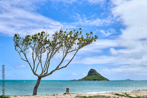 A view of Chinaman's Hat island and a tree seen from the Kualoa Regional Beach Park.