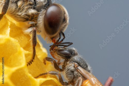 closeup drone bee and bee worker on honeycomb photo