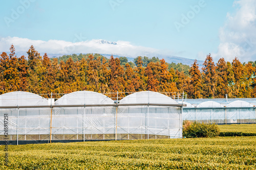 Green tea field and Snowy Hallasan mountain in Jeju Island, Korea photo