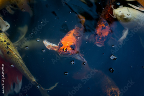 Fancy carp swimming in a pond. Fancy Carps Fish or Koi Swim in Pond  Movement of Swimming and Space.