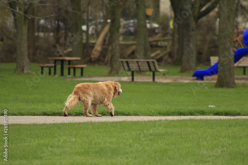 Outdoor portrait of an obedient dog an elderly female golden retriever.