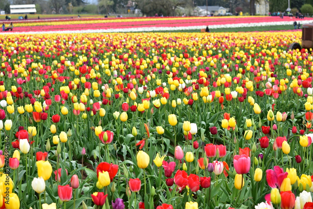 Woodburn, Oregon, USA - April 14, 2018: Tulips at Wooden Shoe Tulip Festival in Woodburn Oregon