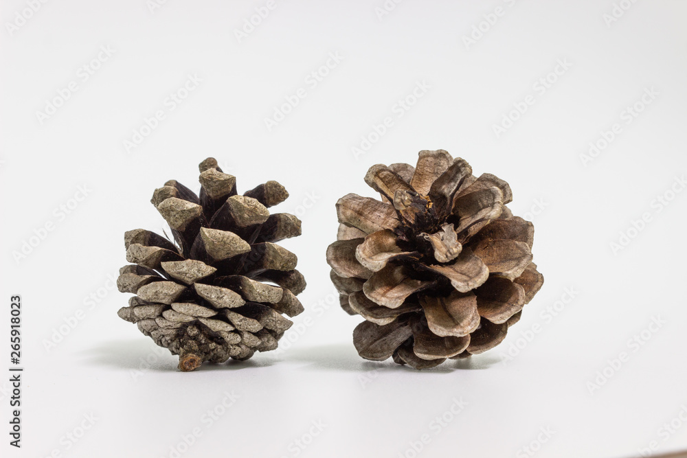 brown pine cone isolated on white background brown pine cone isolated on white background