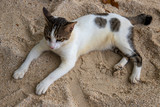 White and black cat on yellow sand beach. Summer travel with pet. Domestic animal on vacation