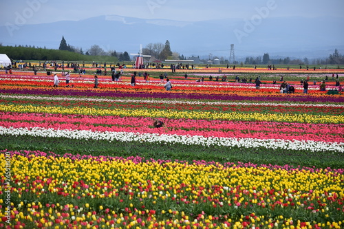 Obraz na płótnie Woodburn, Oregon, USA - April 14, 2018: Tulips at Wooden Shoe Tulip Festival in Woodburn Oregon w salonie