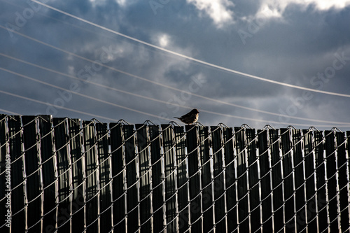 profile of small bird perched on a fence