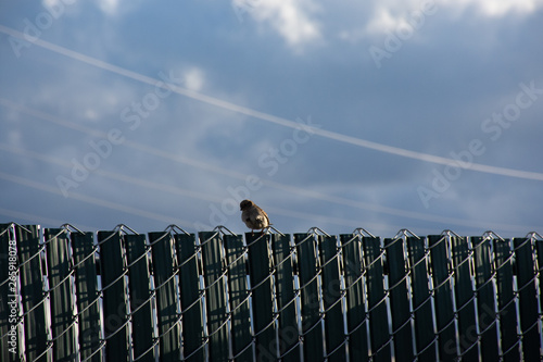 small bird perched on a fence