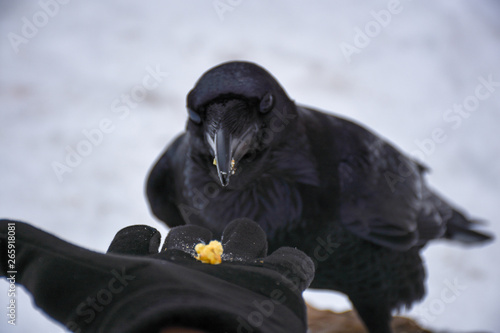 bird eating from palm 