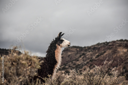 profile of an alpaca