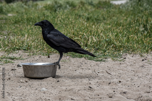 bird perched on a water bowl 