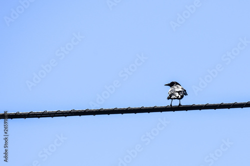 bird resting on a wire
