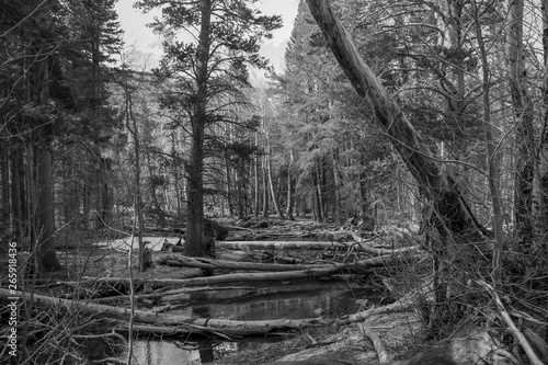 black and white forest landscape 