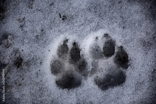 paw prints in the snow 