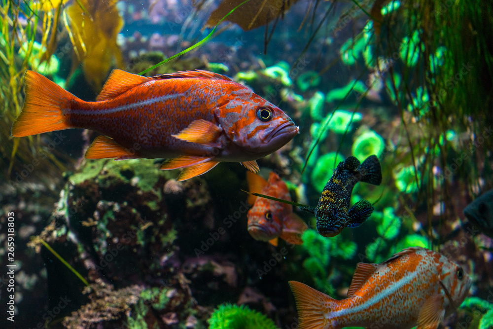 Fototapeta premium tropical fish in an aquarium