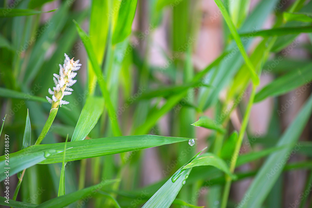 White flower of grass and water droplets on the leaves. White flower of grass and water droplets on the leaves.