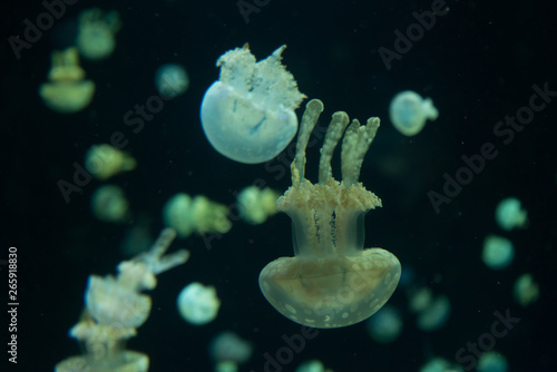 jellyfish on black background