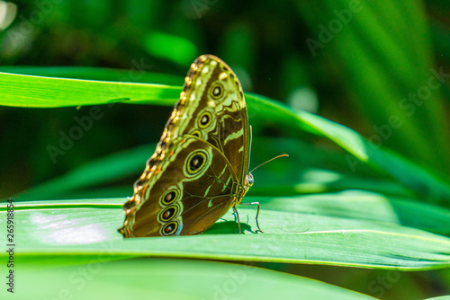butterfly on leaf