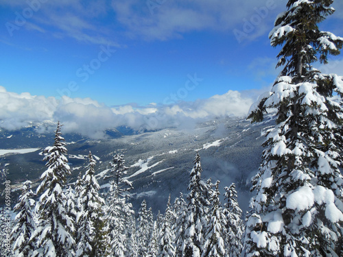 winter landscape with trees and blue sky
