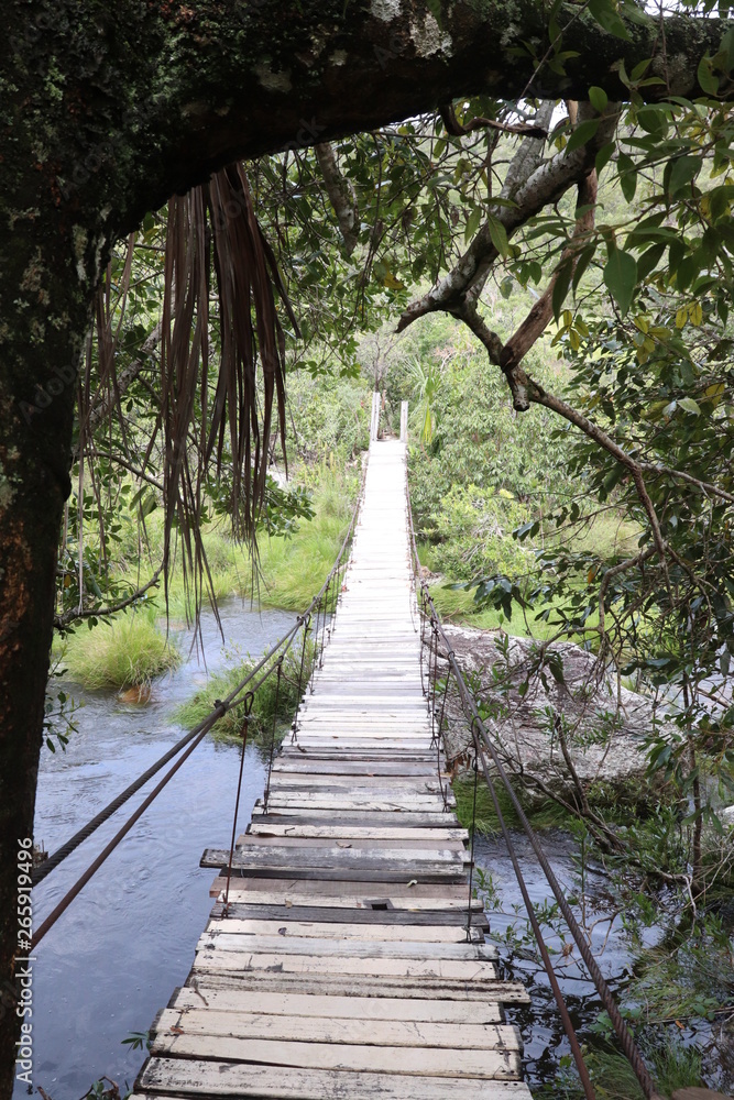 Fototapeta premium bridge in the forest