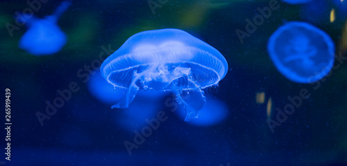 Panoramic view of beautiful moon jellyfish in aquarium. Aurelia aurita (medusa) is a widely studied species of the genus Aurelia. Organic patterns. © MyriamB