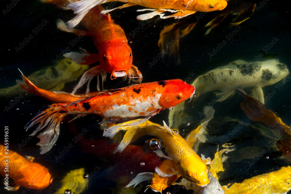 Fancy carp swimming in a pond. Fancy Carps Fish or Koi Swim in Pond, Movement of Swimming and Space.