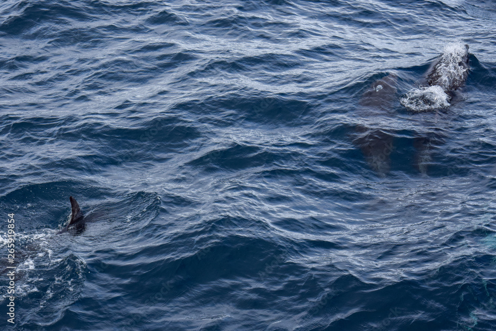 Fototapeta premium exploring the azores from the water