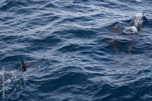 exploring the azores from the water