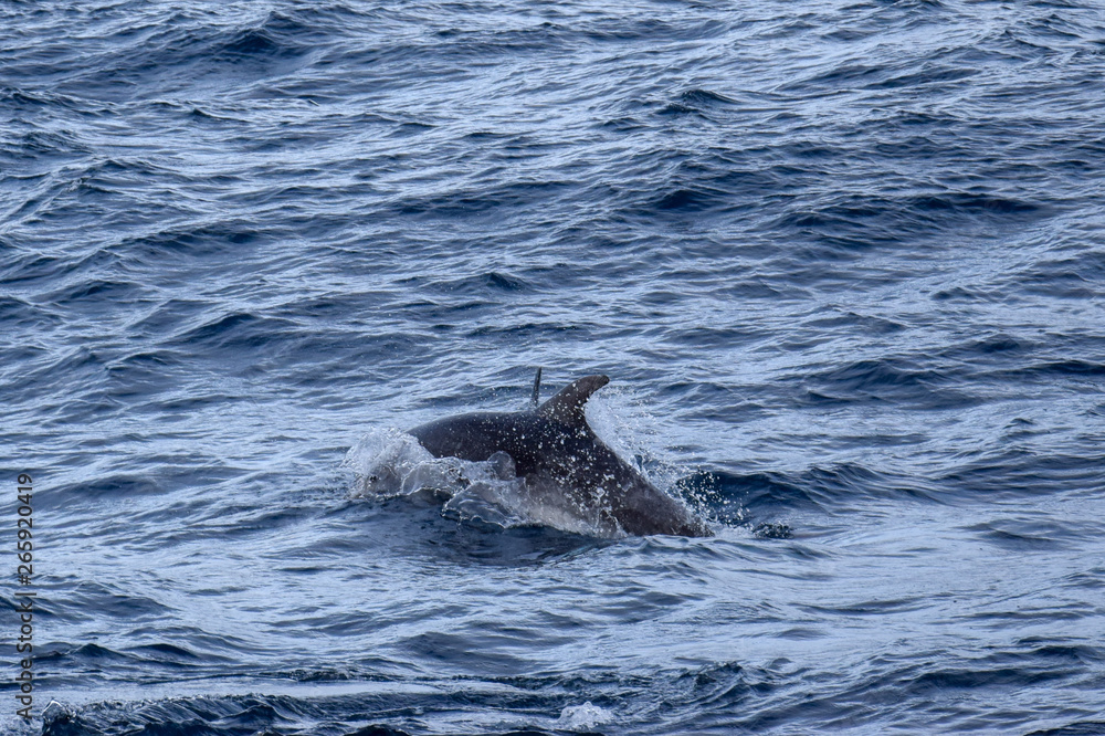 Fototapeta premium exploring the azores from the water