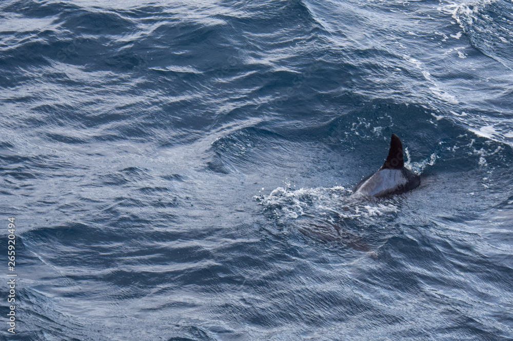 Fototapeta premium exploring the azores from the water