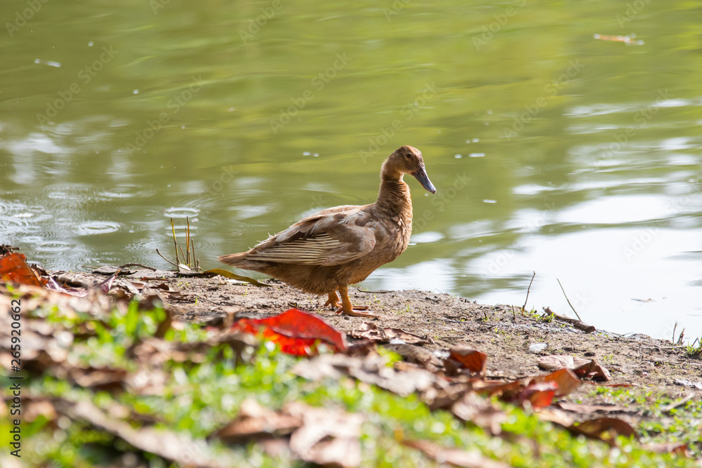 A Ducks stand next to the lake with soft focus background A Ducks stand next to the lake with soft focus background