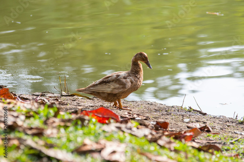 A Ducks stand next to the lake with soft focus background