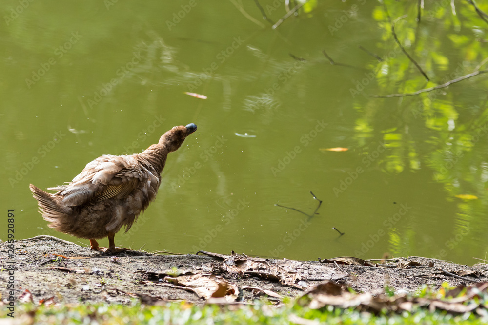 A Ducks stand next to the lake with soft focus background A Ducks stand next to the lake with soft focus background