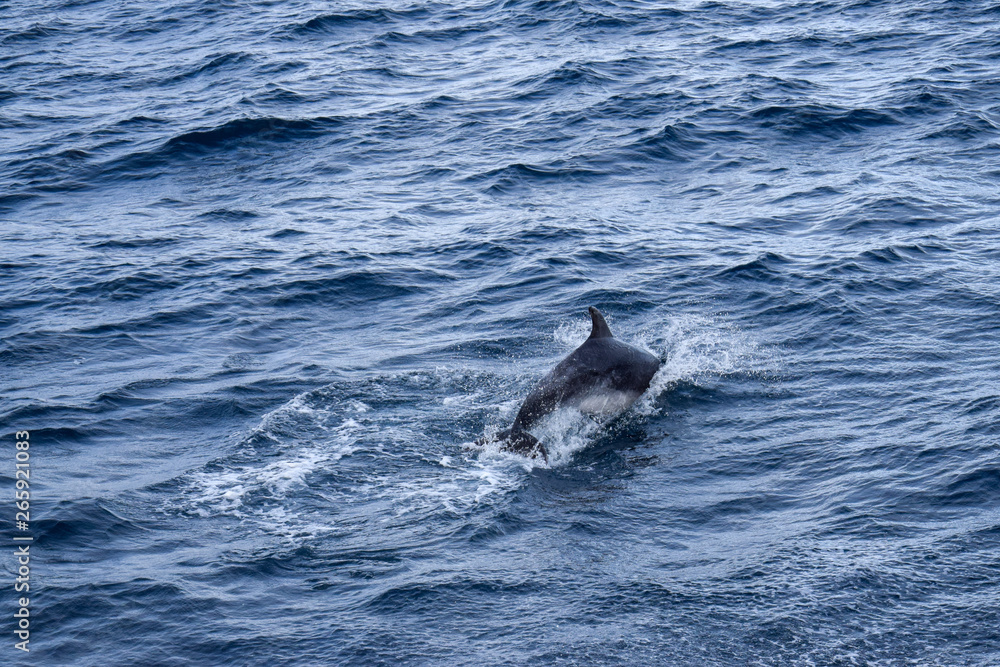 Obraz premium Dolphins at the atlantic ocean