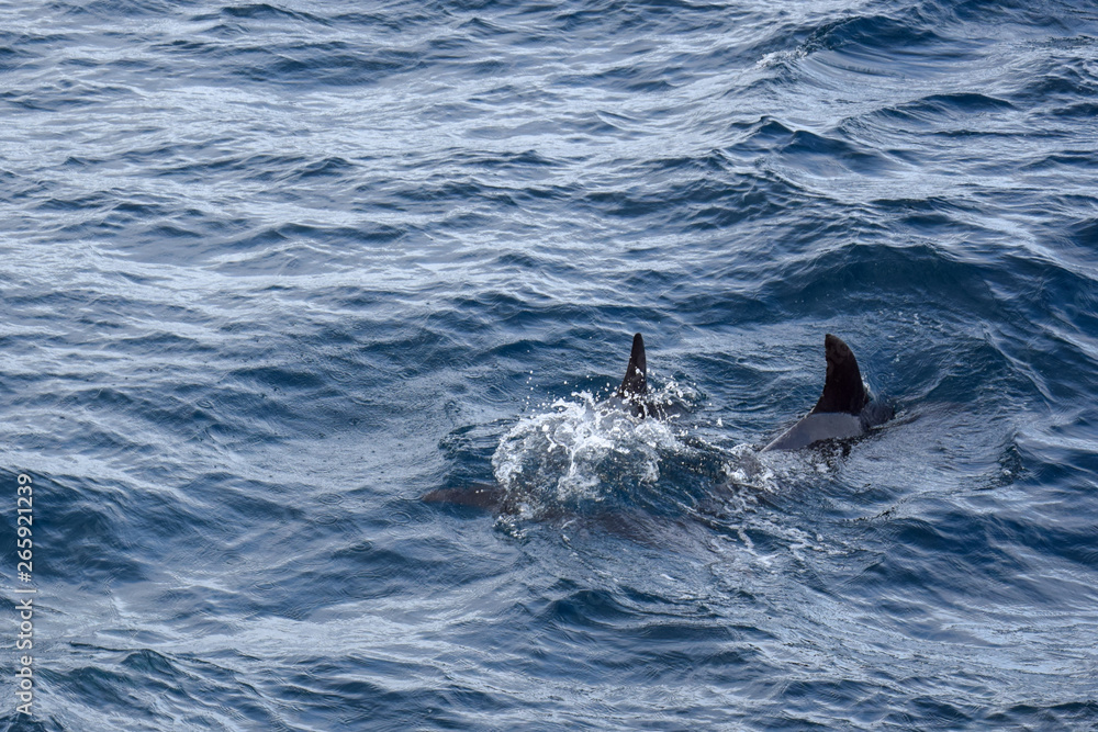 Naklejka premium Dolphins at the atlantic ocean
