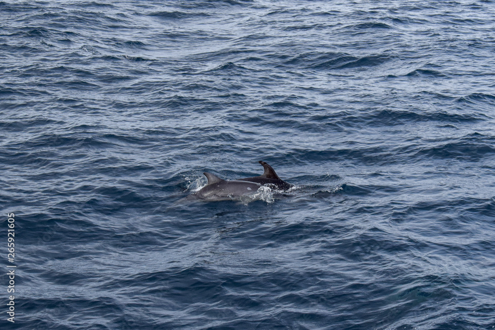 Fototapeta premium Dolphins at the atlantic ocean
