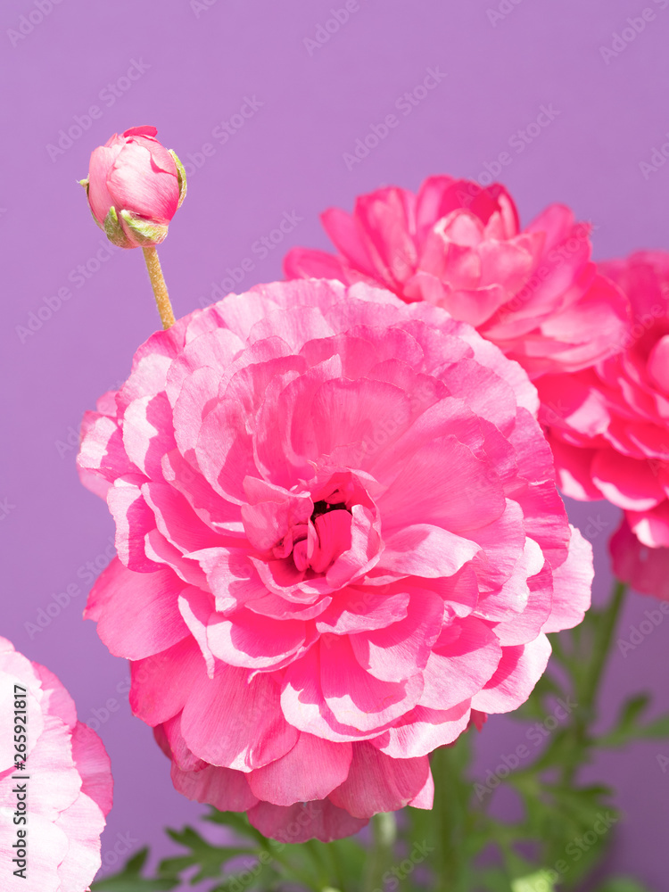 Fototapeta premium アネモネの花